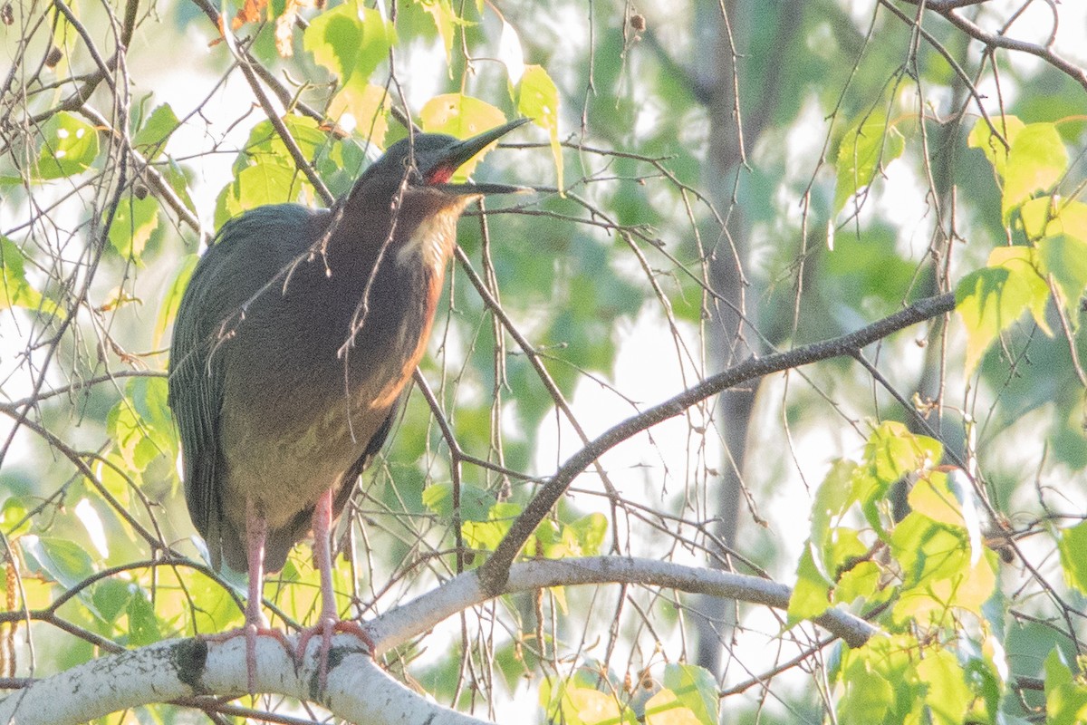 Green Heron - Jeff Hullstrung