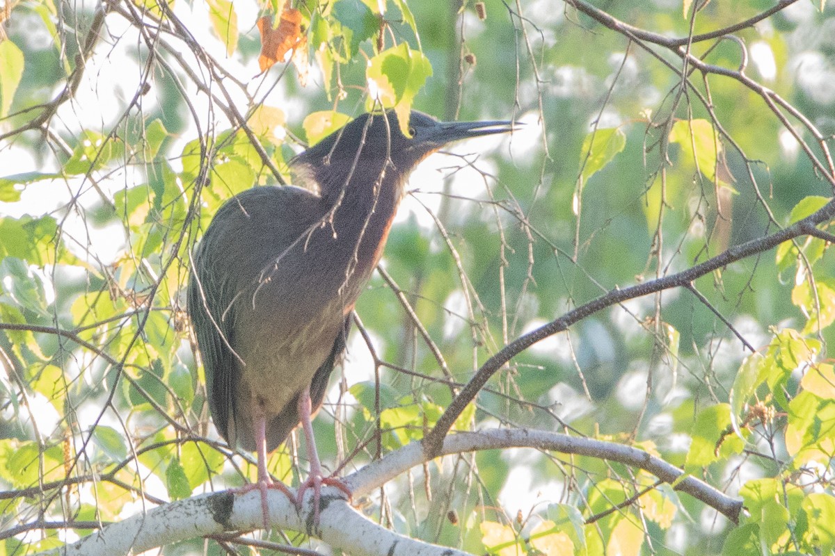 Green Heron - ML578738231