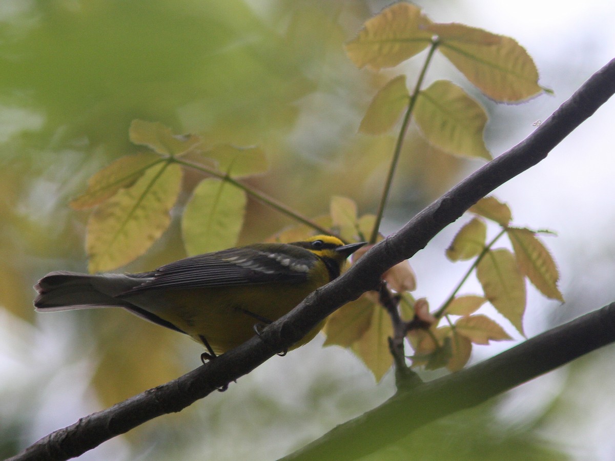 Lawrence's Warbler (hybrid) - ML57873941