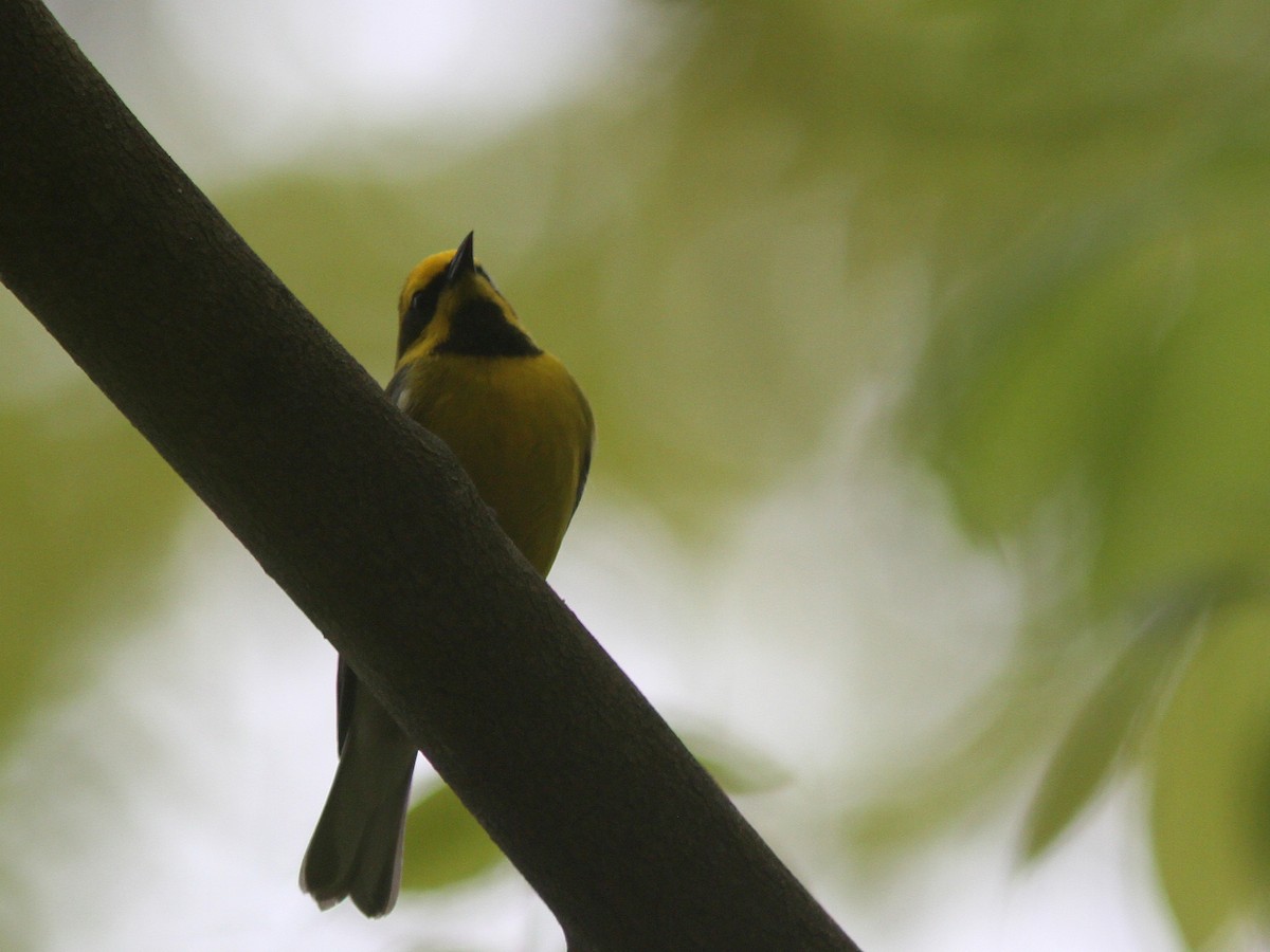 gullvingeparula x blåvingeparula (F2 backcross) - ML57874001