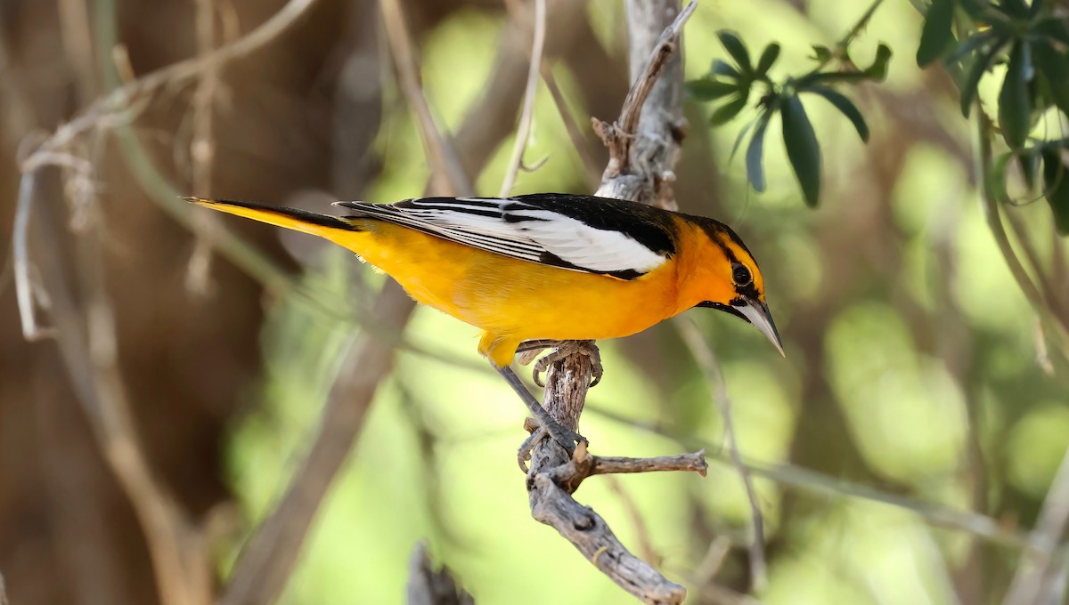 Bullock's Oriole - Grace Simms  🐦‍⬛