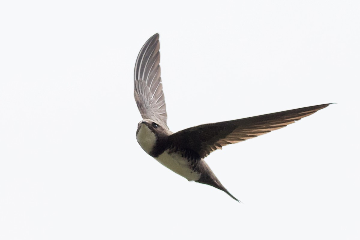 Alpine Swift - ML578741071