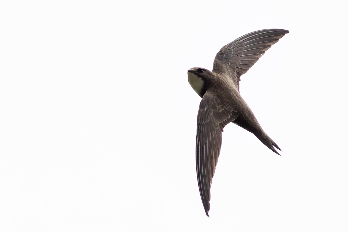 Alpine Swift - ML578741081