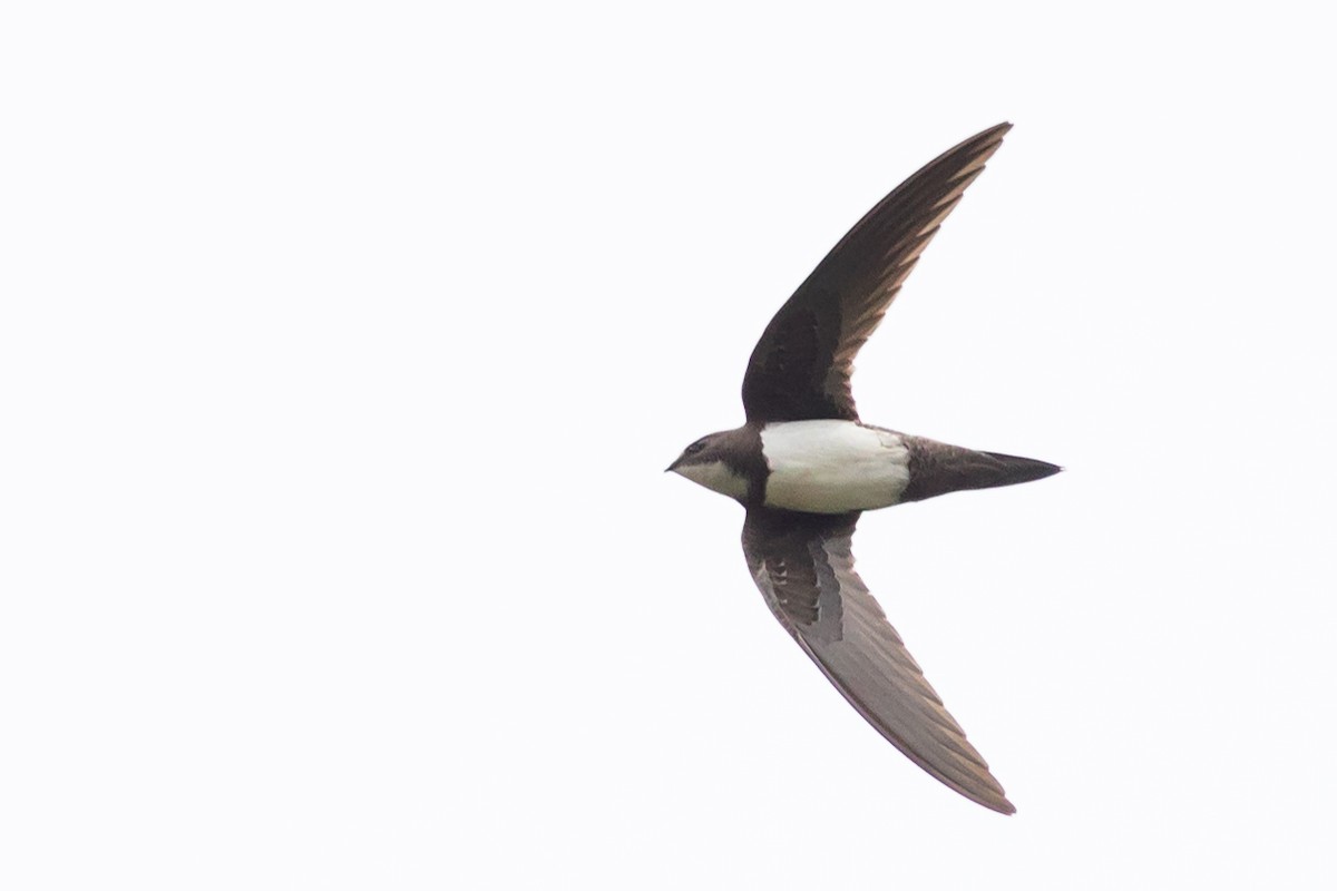 Alpine Swift - ML578741101
