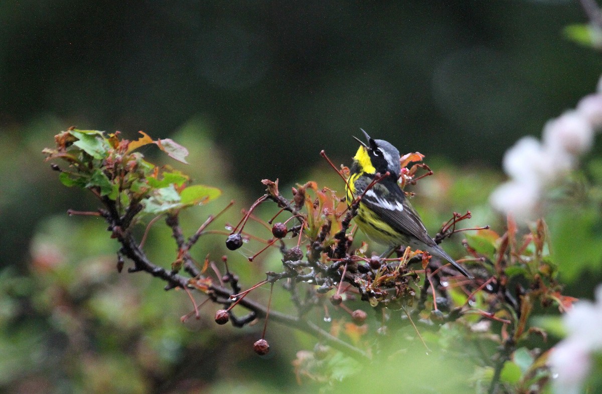 Magnolia Warbler - ML578741361