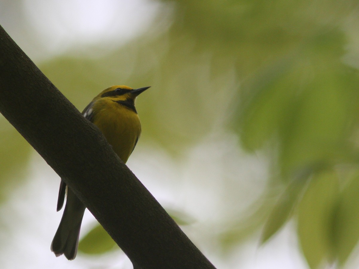 Lawrence's Warbler (hybrid) - ML57874151