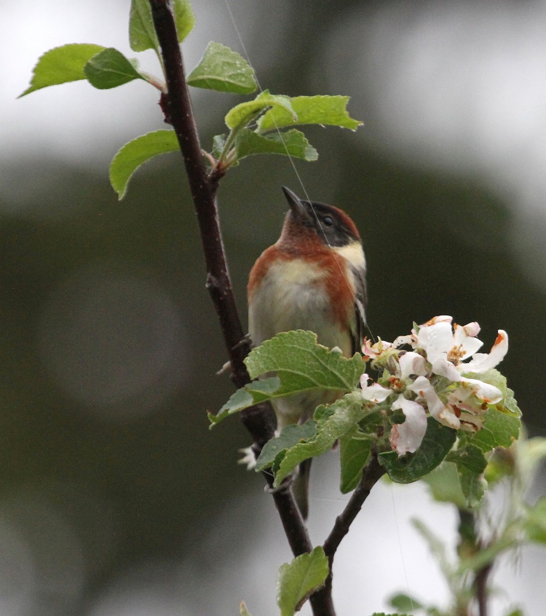 Bay-breasted Warbler - ML578741581