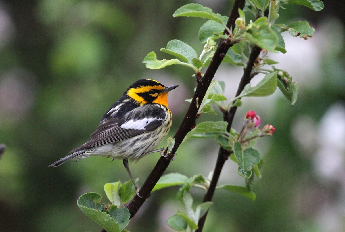 Blackburnian Warbler - ML578741631