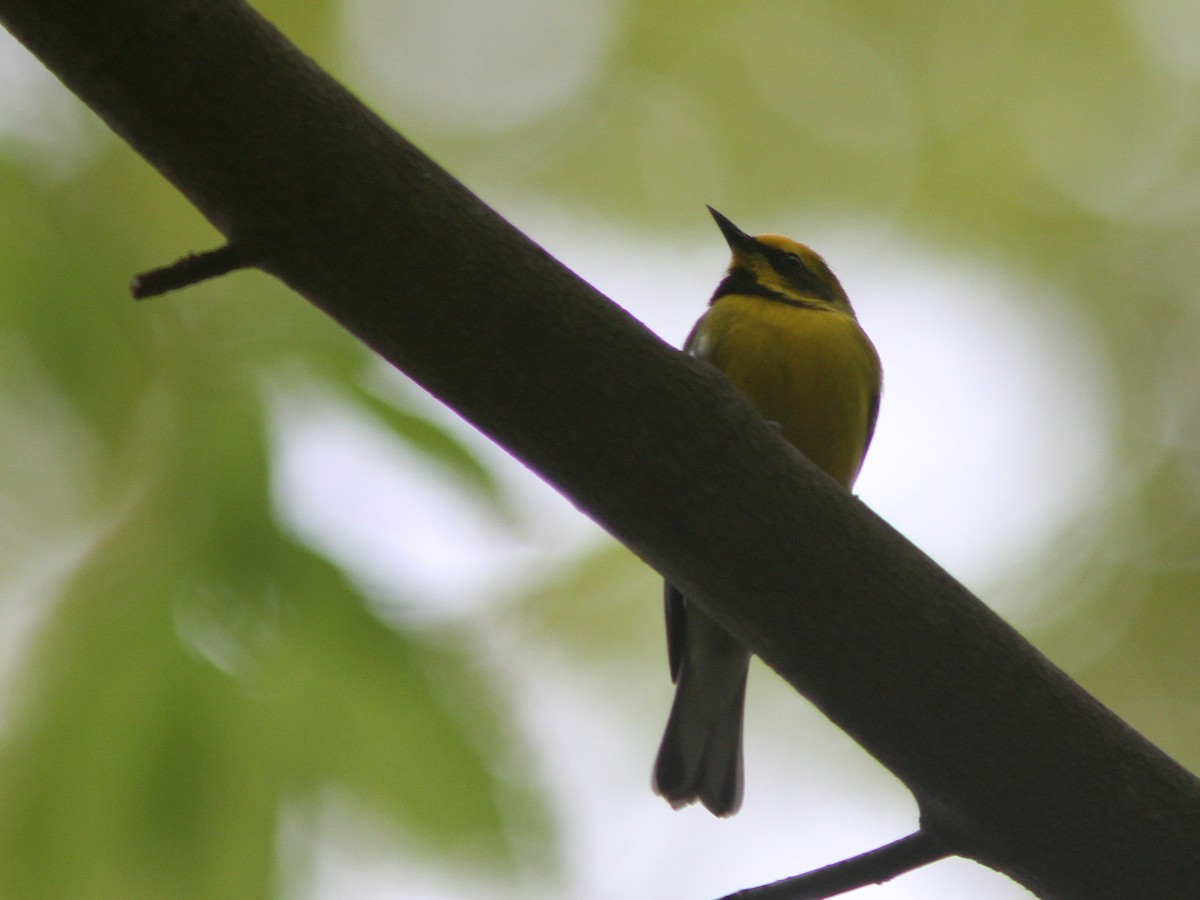 gullvingeparula x blåvingeparula (F2 backcross) - ML57874171