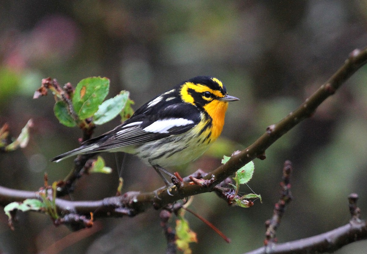 Blackburnian Warbler - ML578741821