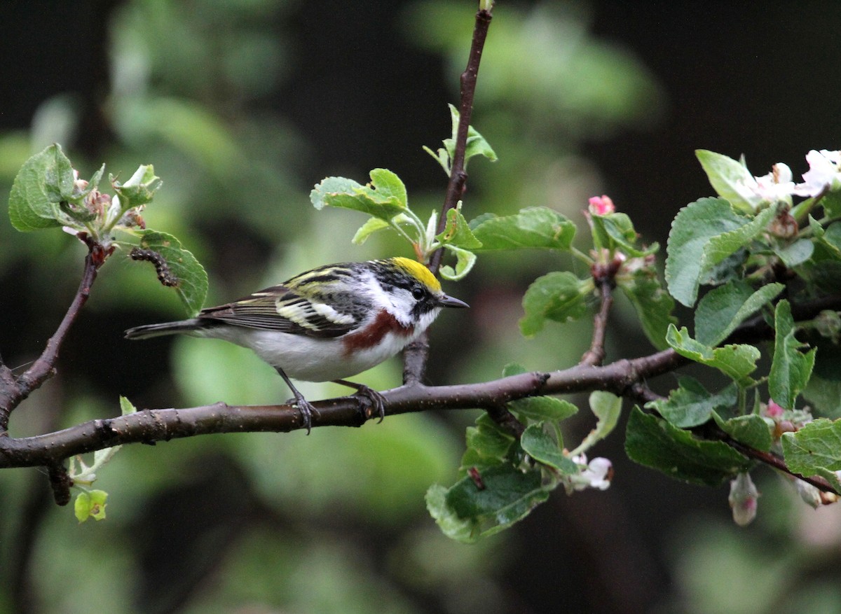 Chestnut-sided Warbler - ML578741951