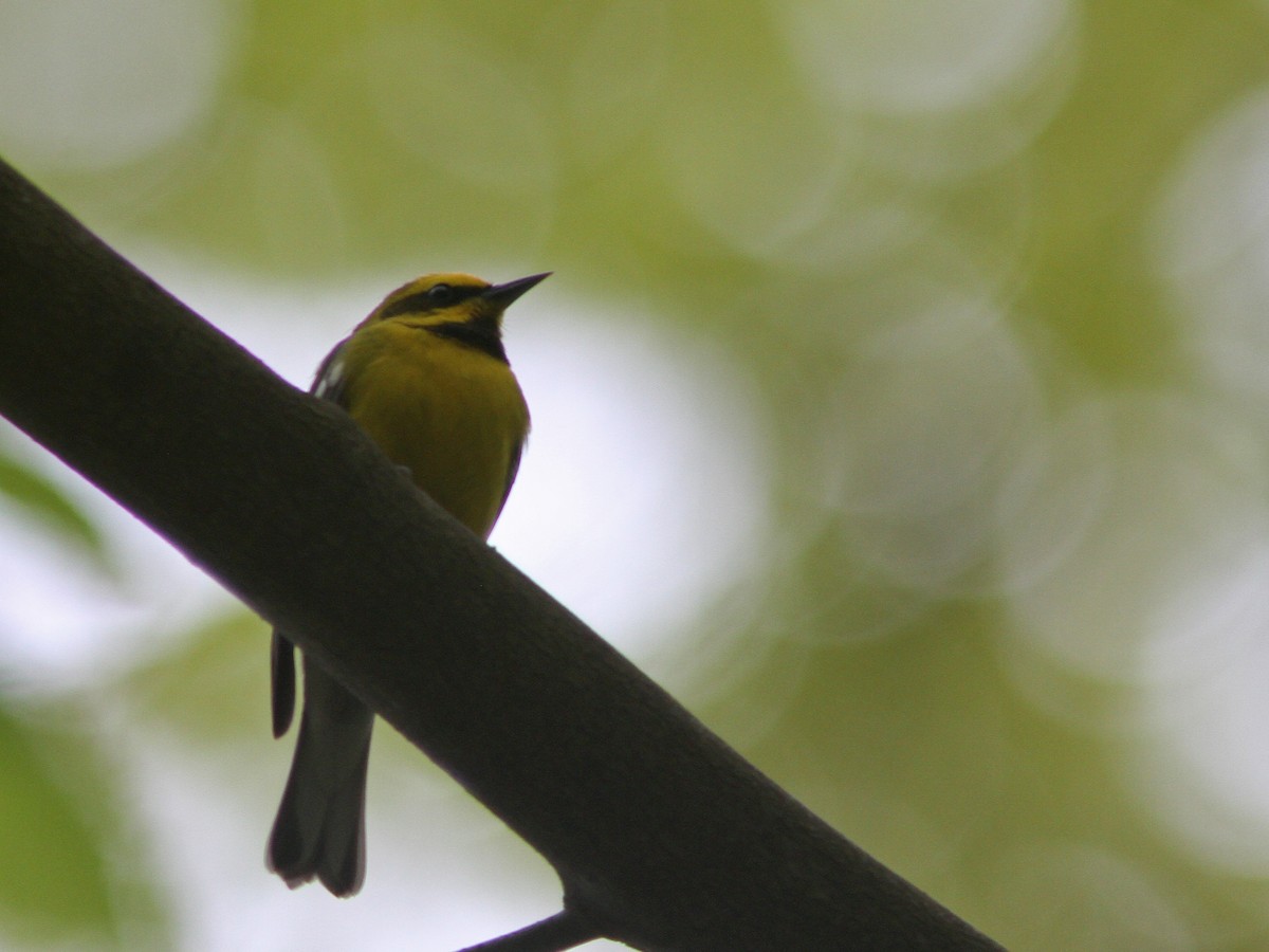 Lawrence's Warbler (hybrid) - ML57874221