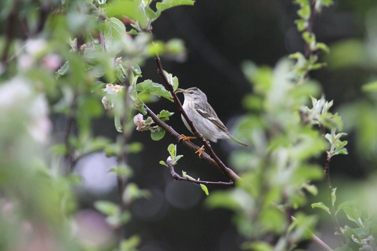 Paruline rayée - ML578742391