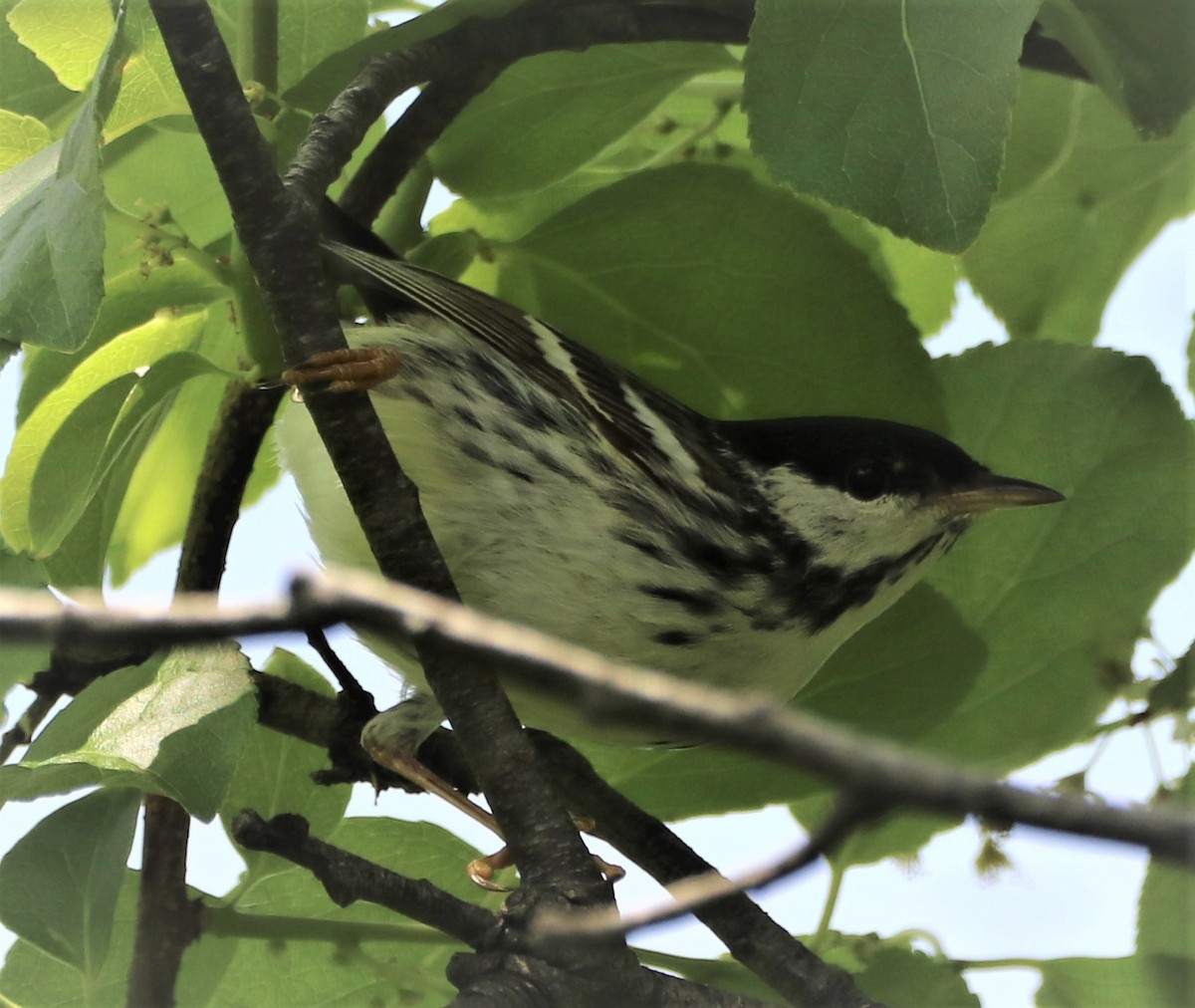 Blackpoll Warbler - ML578742501