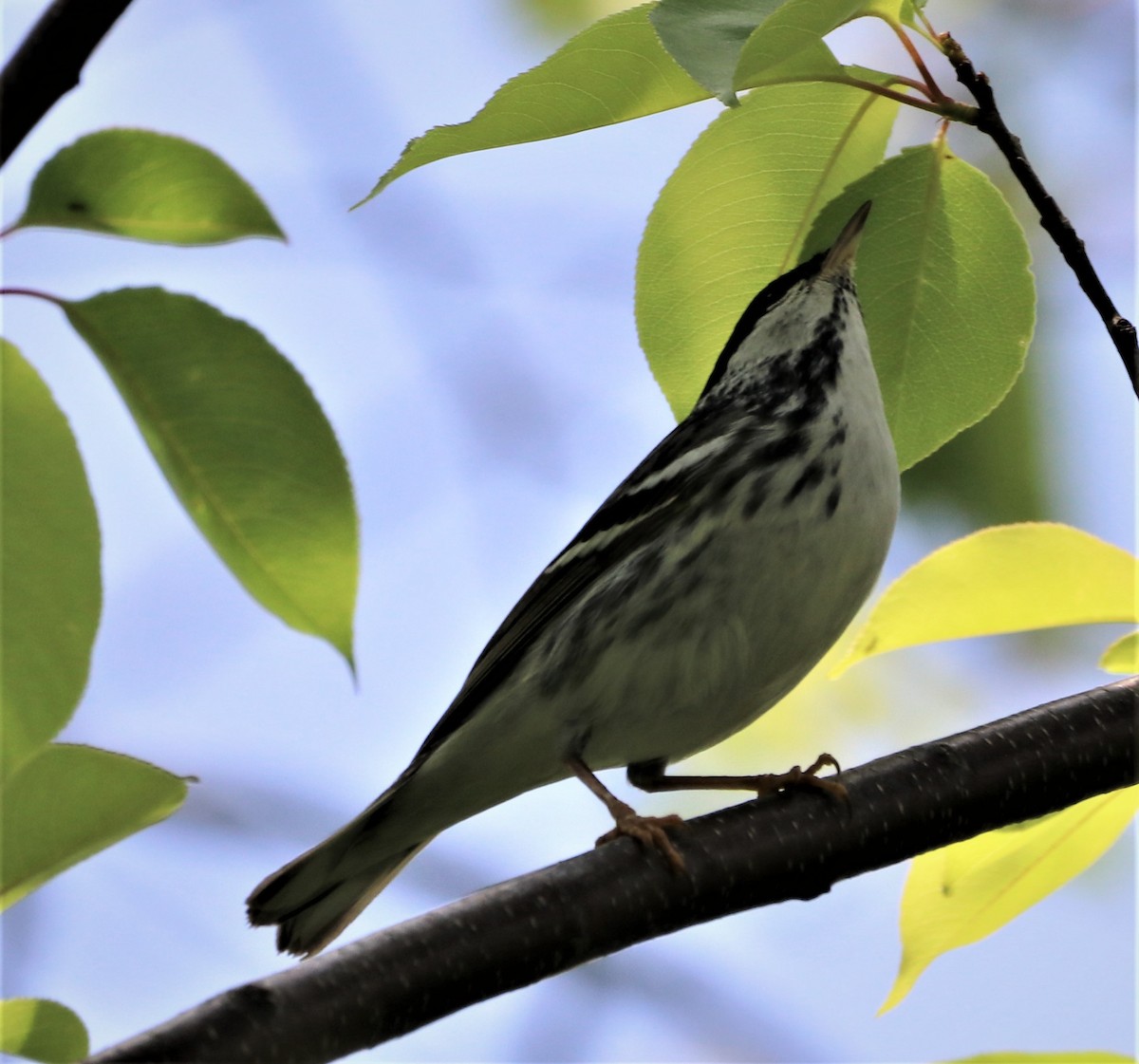 Blackpoll Warbler - ML578742591