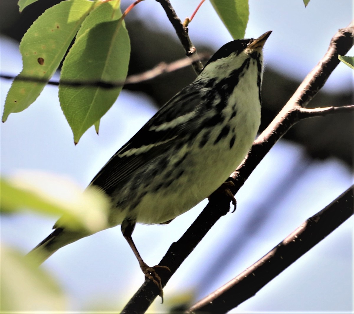Blackpoll Warbler - ML578742681