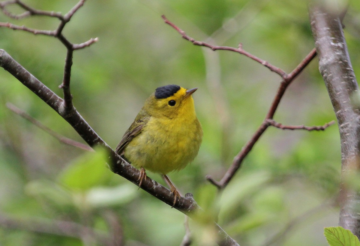 Wilson's Warbler - ML578742781