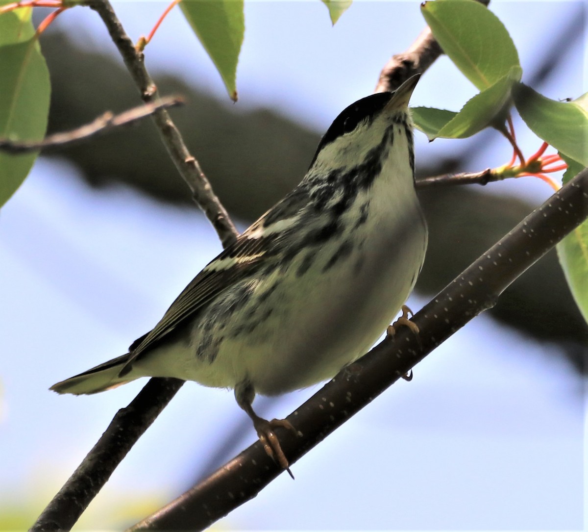 Blackpoll Warbler - ML578742811