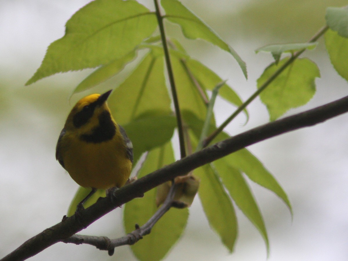 gullvingeparula x blåvingeparula (F2 backcross) - ML57874361