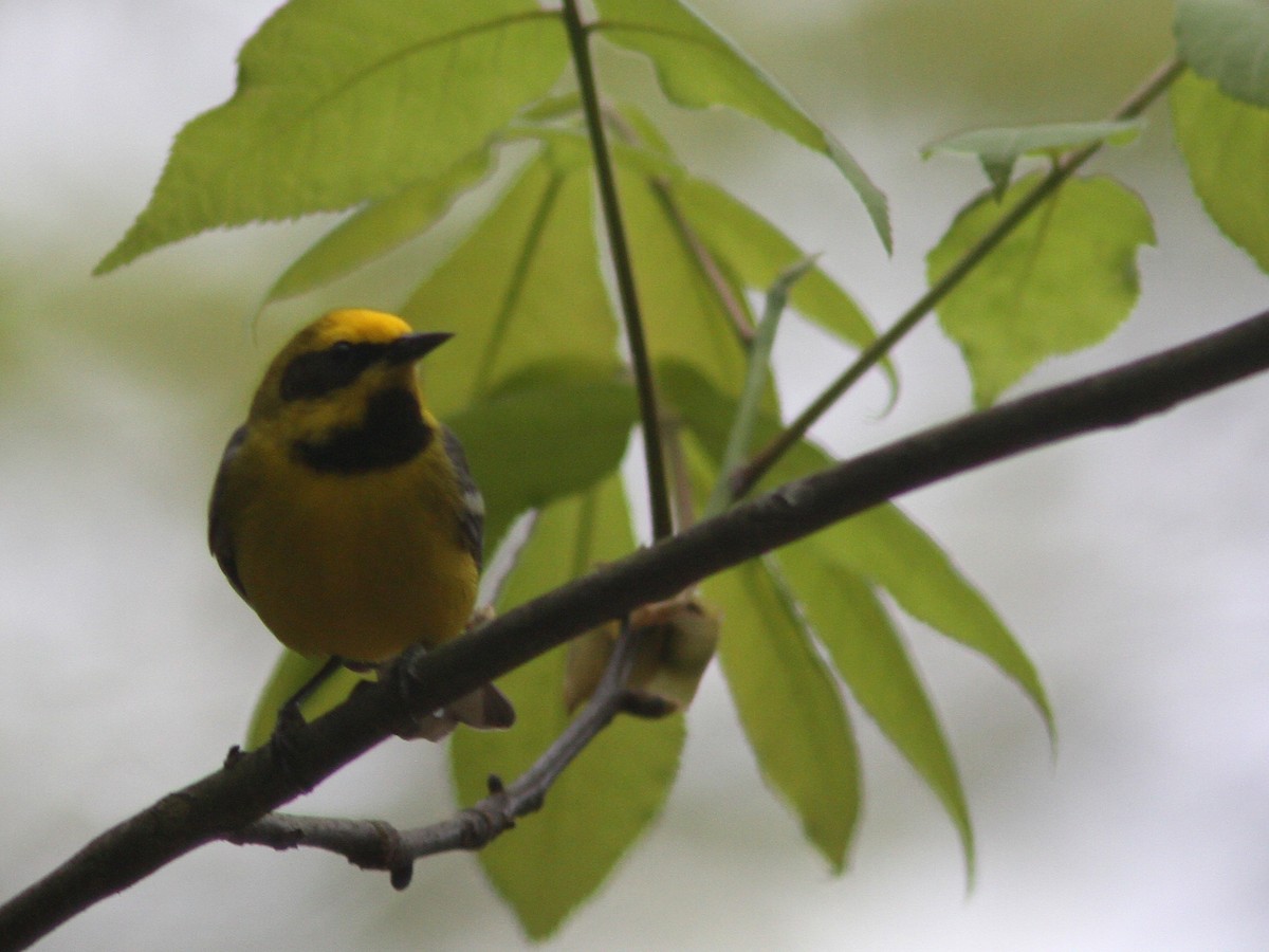 Goldflügel- x Blauflügel-Waldsänger (F2-Hybrid) - ML57874381