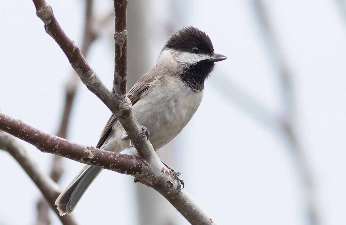 Sombre Tit - ML578744261