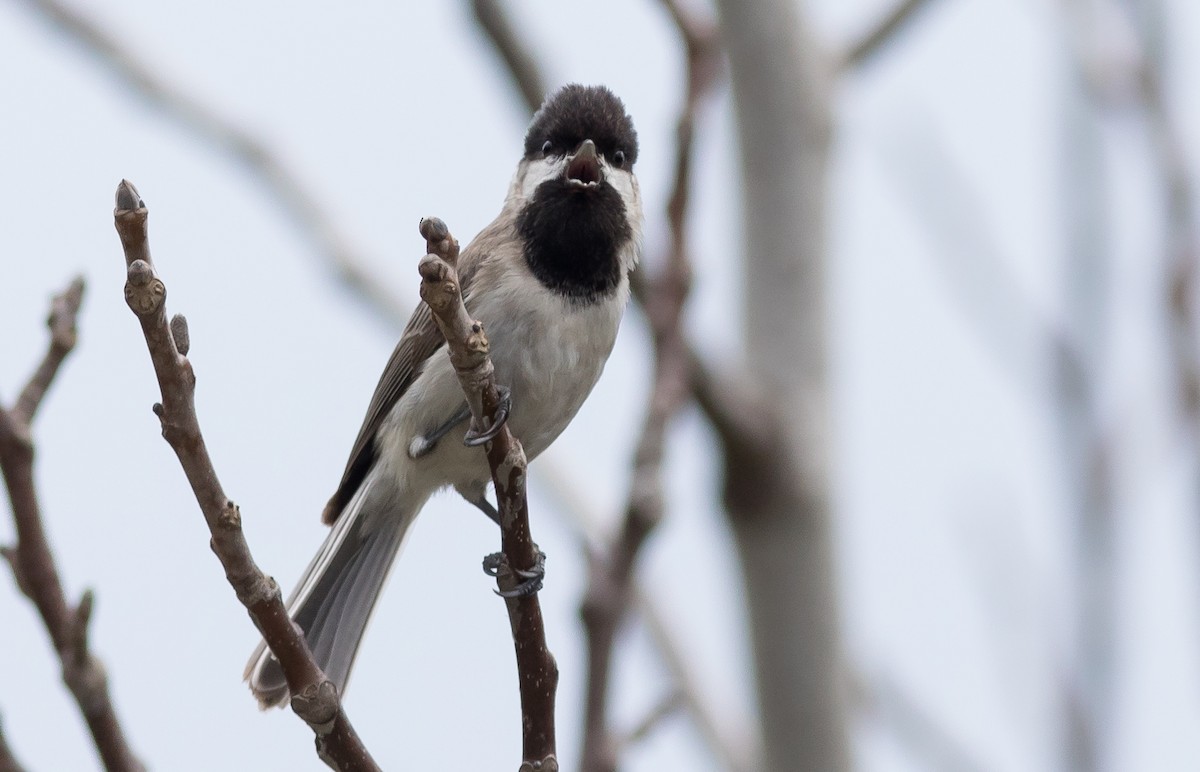 Sombre Tit - ML578744271