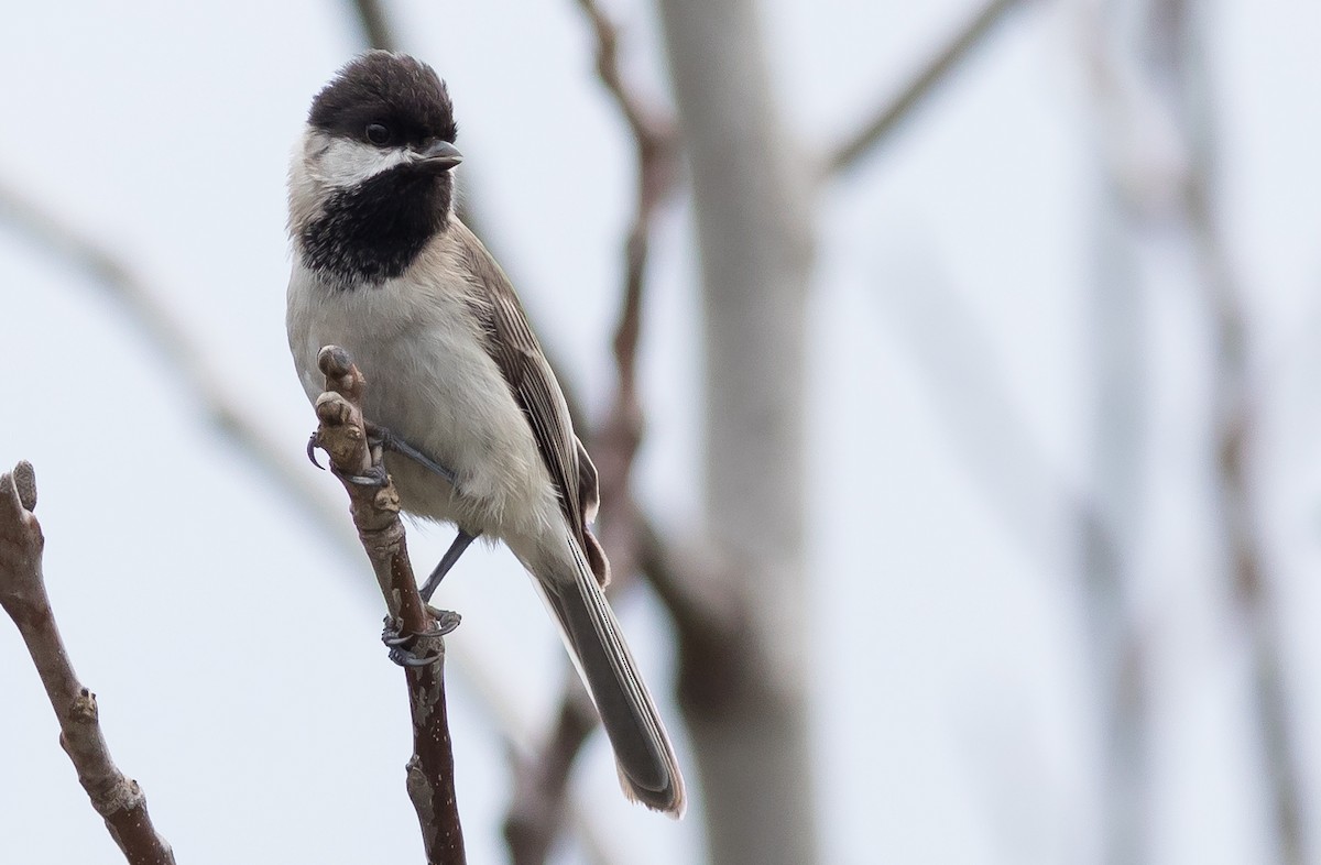 Sombre Tit - ML578744281