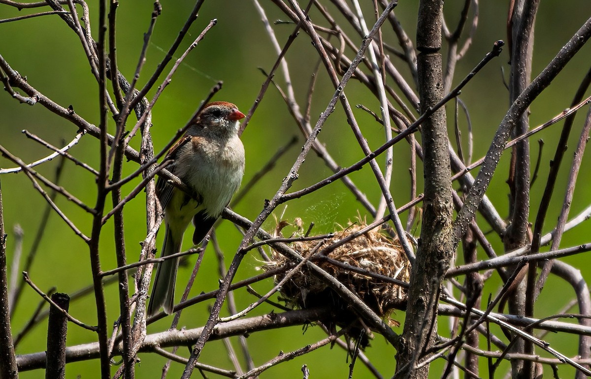 Field Sparrow - ML578744361
