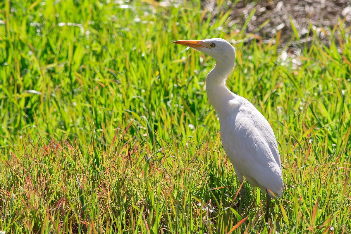 Western Cattle-Egret - ML578745311