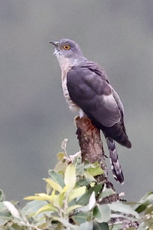 Common Hawk-Cuckoo - ML578745781