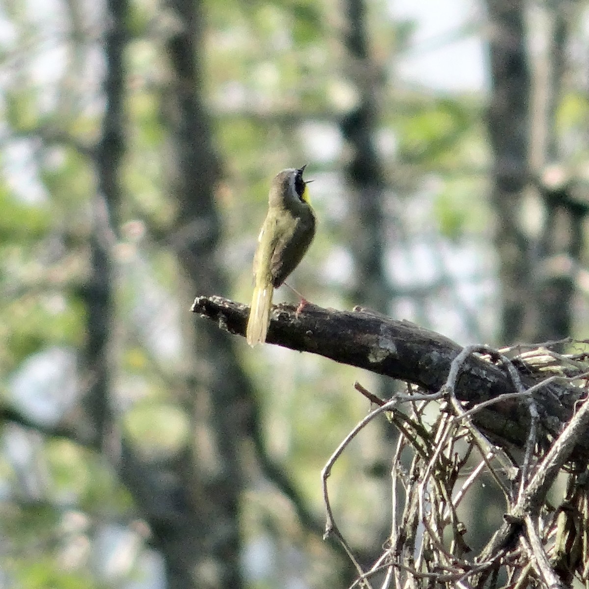 Weidengelbkehlchen - ML578745871