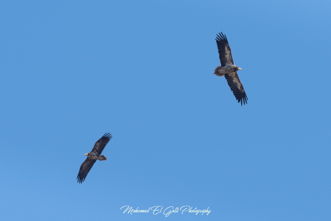 Egyptian Vulture - ML578746071