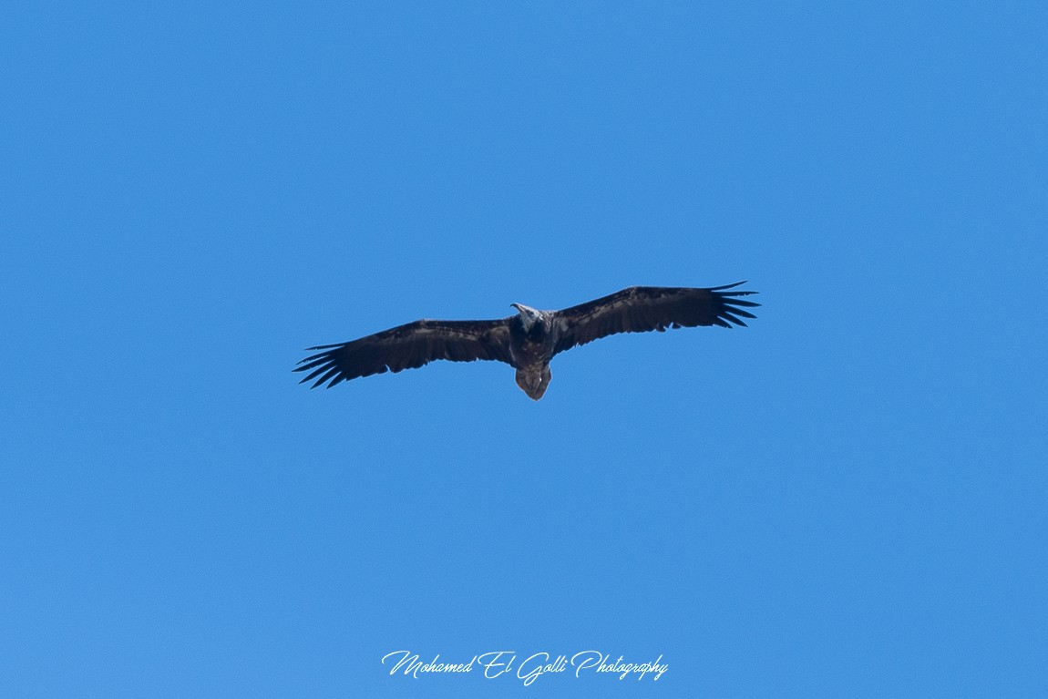 Egyptian Vulture - ML578746211