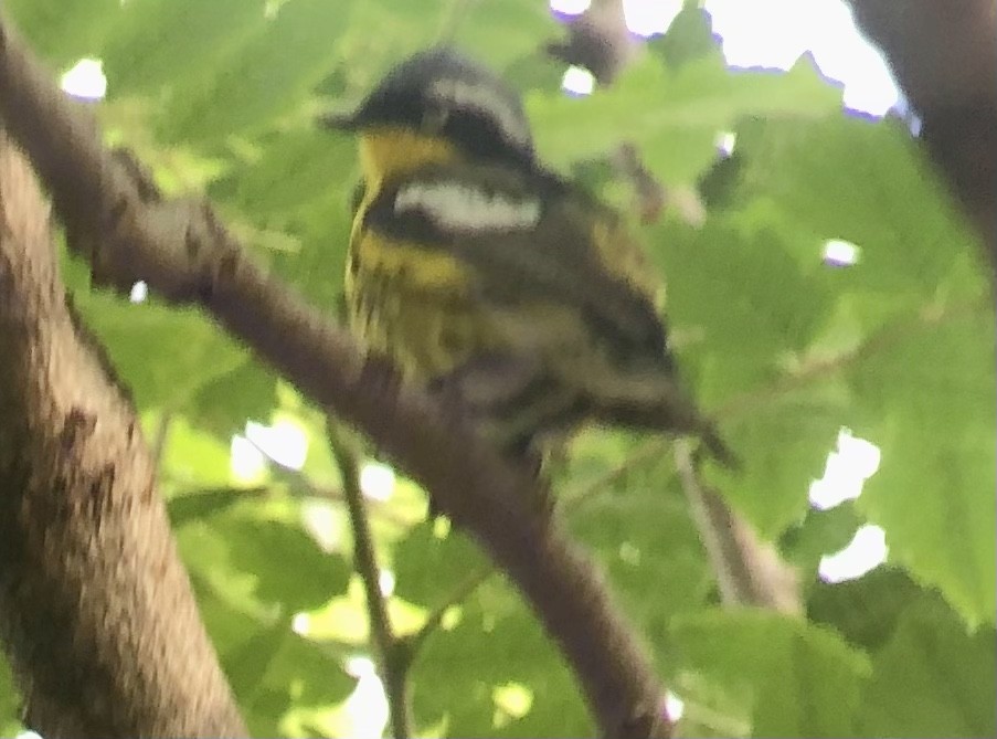 Magnolia Warbler - Braden Farris