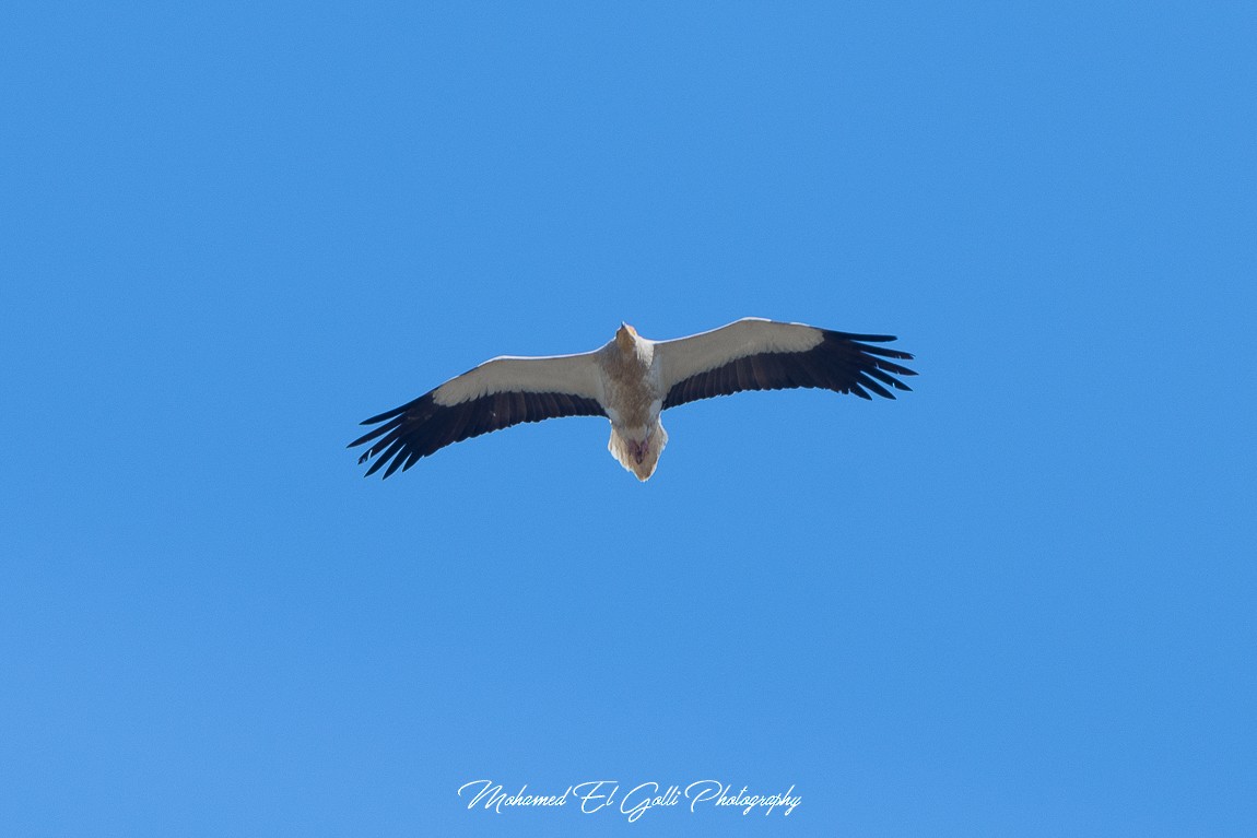 Egyptian Vulture - ML578746341