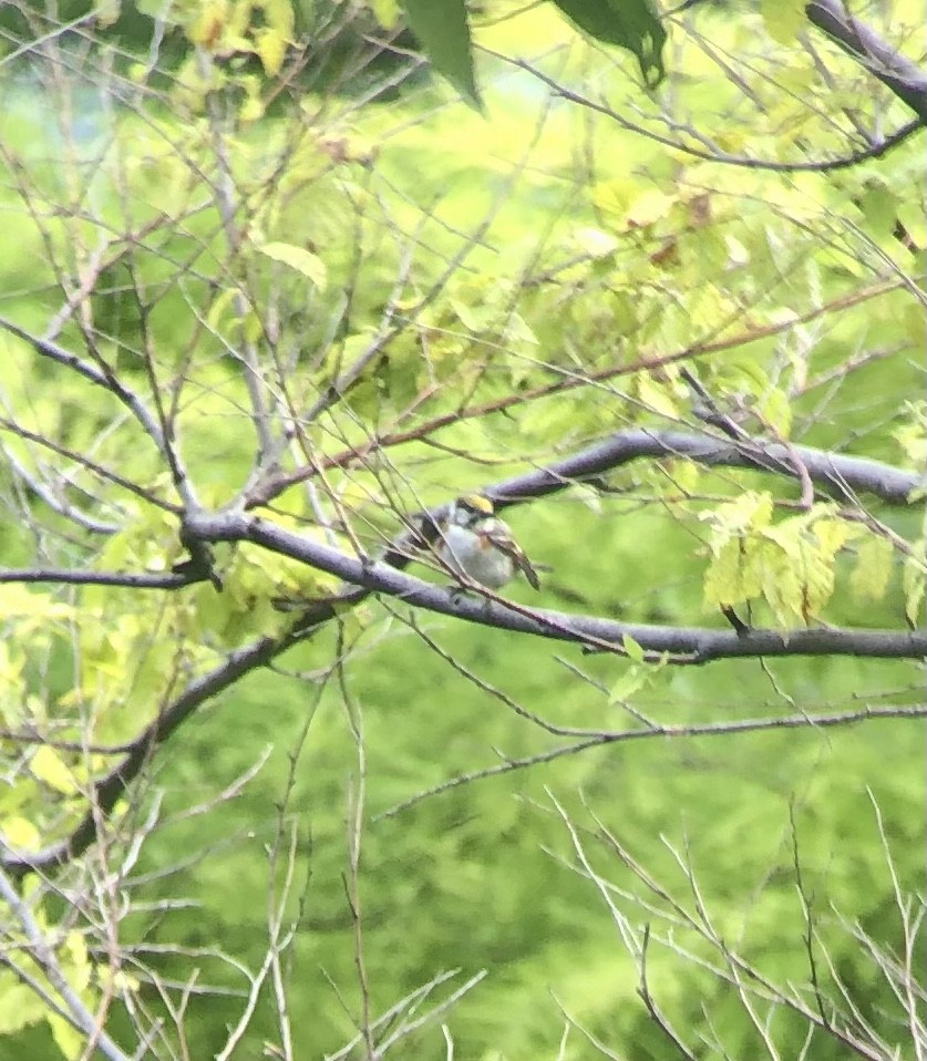 Chestnut-sided Warbler - ML578746411