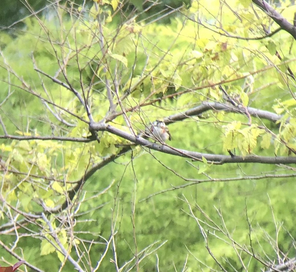 Chestnut-sided Warbler - ML578746421