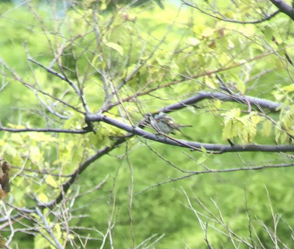 Chestnut-sided Warbler - ML578746431