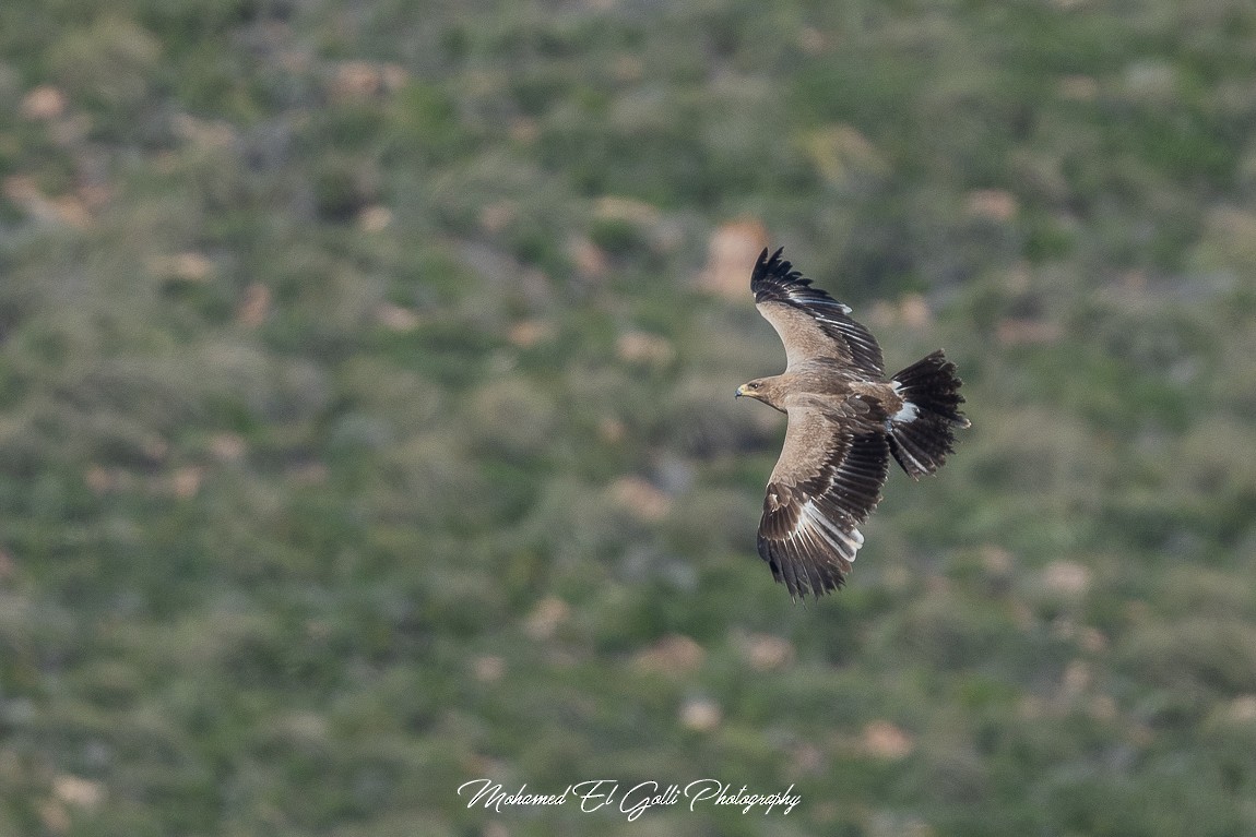 Aigle des steppes - ML578746751