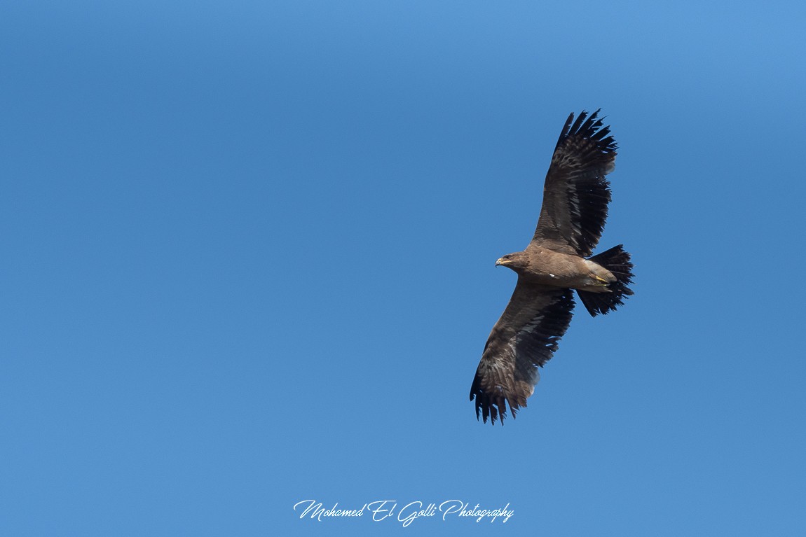 Aigle des steppes - ML578746901