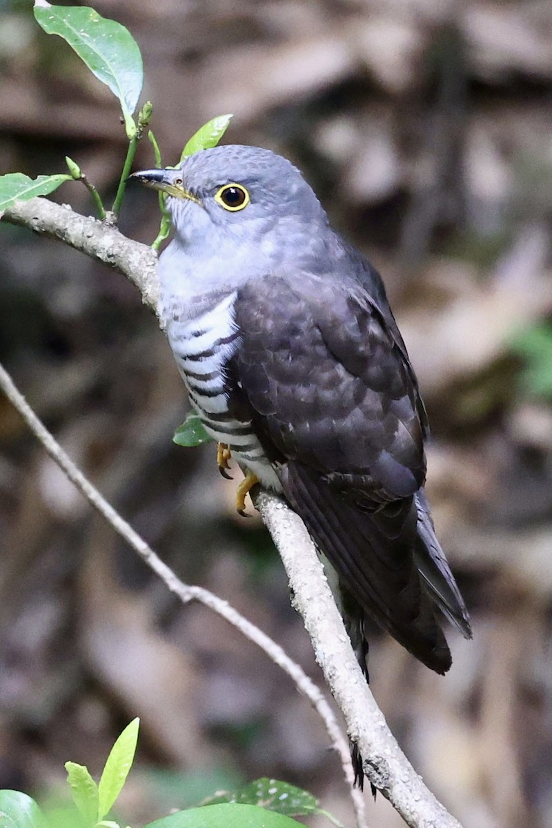 Indian Cuckoo - ML578747111