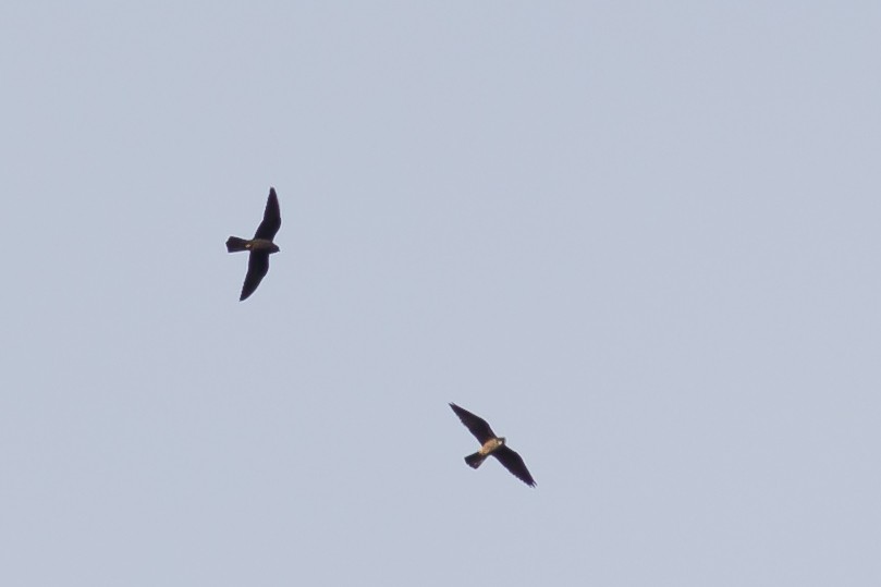 Eleonora's Falcon - ML578747871