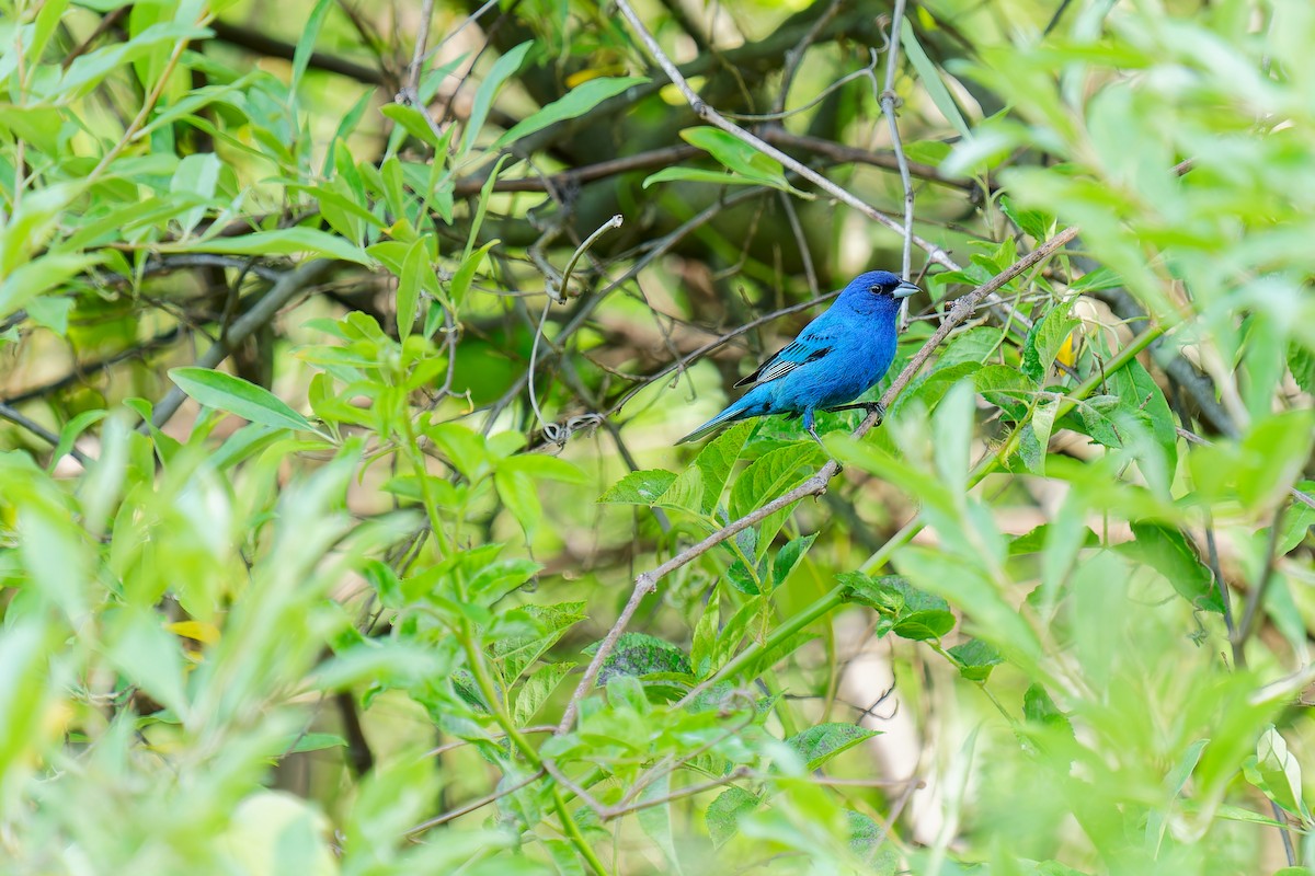 Indigo Bunting - Anonymous