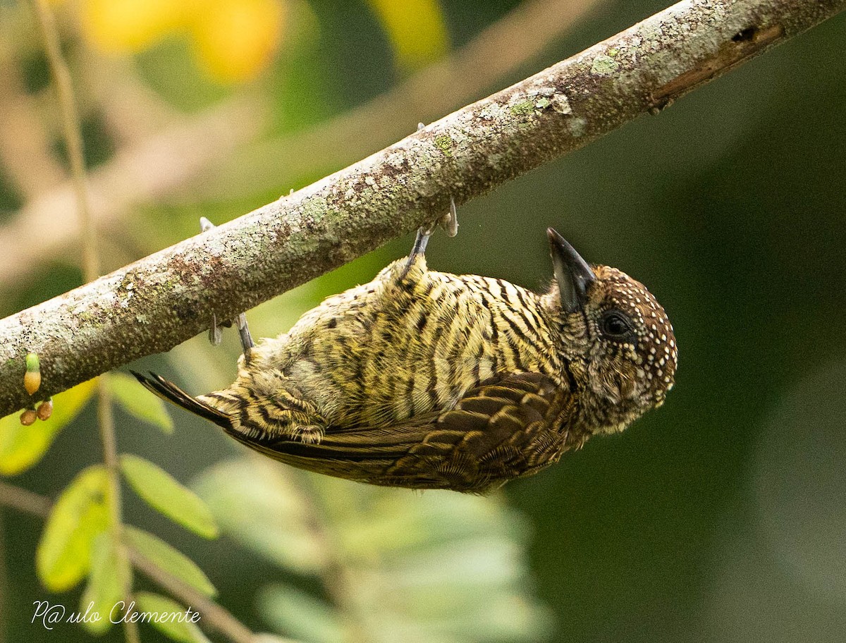 Lafresnaye's Piculet - ML578748361