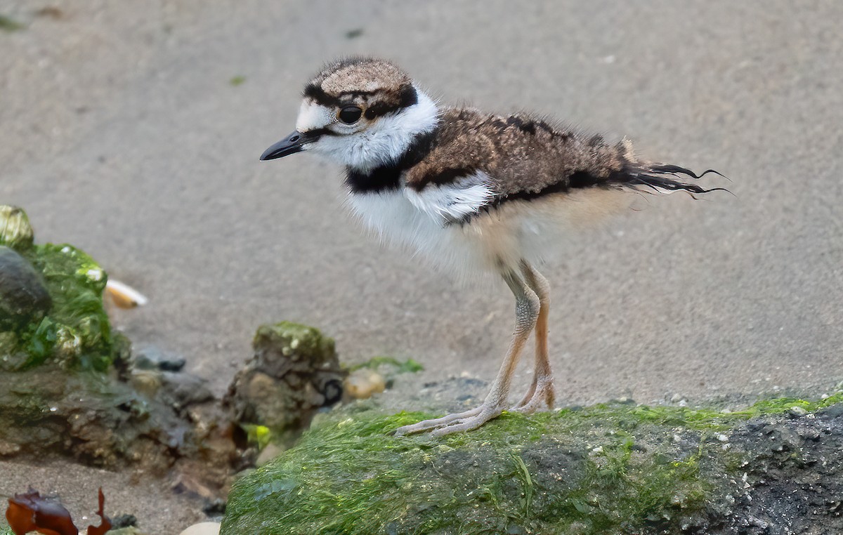 Killdeer - ML578749081