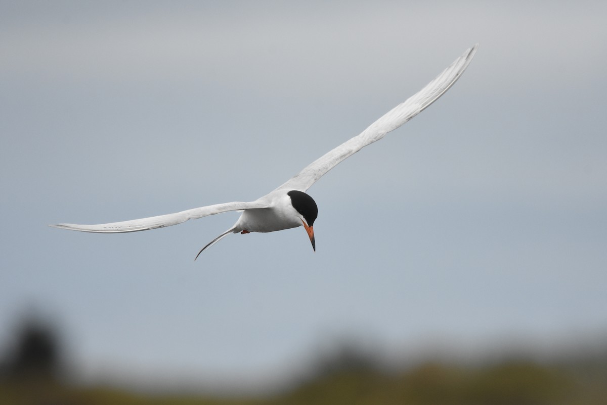 Forster's Tern - ML57874921