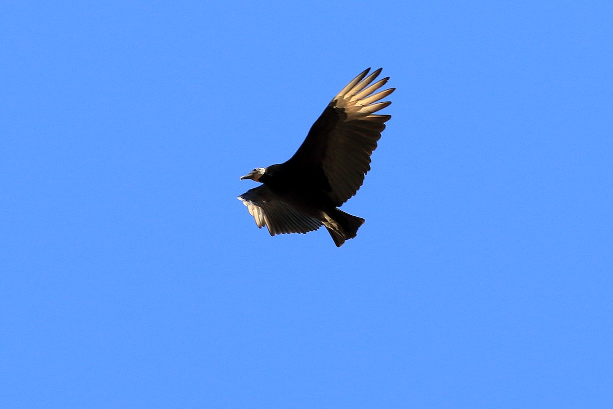 Black Vulture - Lawrence Haller