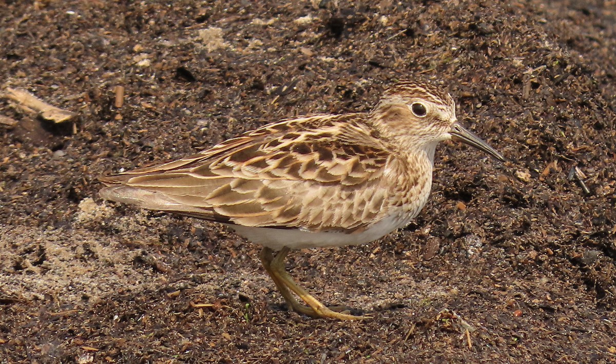 Least Sandpiper - ML578749591