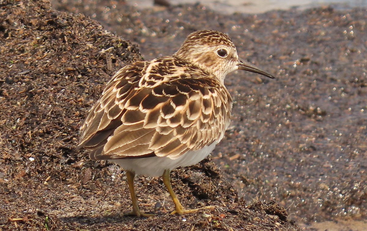 Least Sandpiper - ML578749731