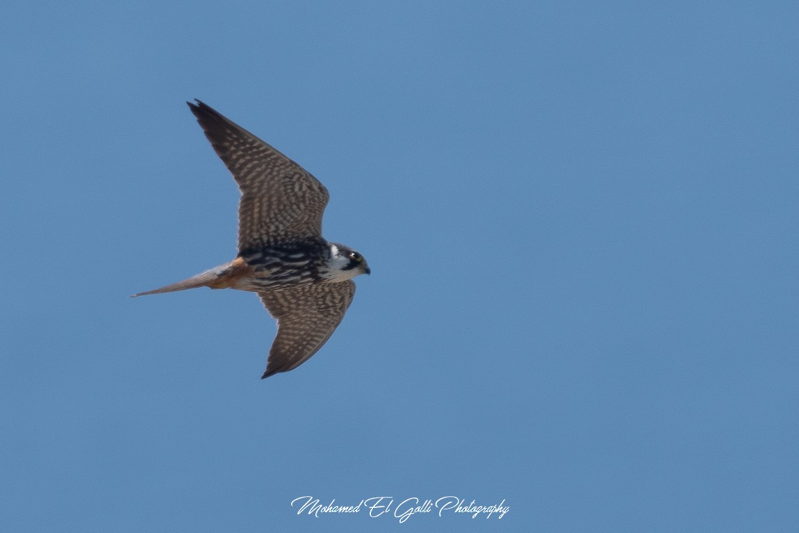 Eurasian Hobby - ML578749791